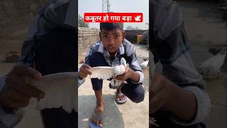 🕊️ कबूतर हो गया बड़ा subscribe #kabutar #trending #shorts #video #ytshorts #kabootar #pigeon