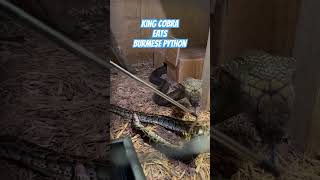 King Cobra eats FL wild caught Burmese Python l! #wildlife #viral #animals