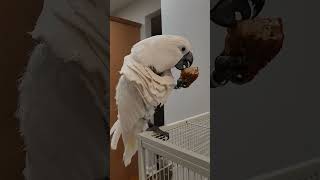 Parrot eats chicken wings