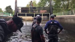 Spawning Chinook at Wallace Hatchery