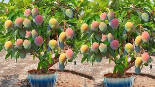 Which grafting method is best for Grow mangoes   fruit 100%