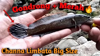 Mancing Channa Limbata, Dapet yang Gondrong dan Rim Merah Tebal!!!