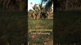 Day 18 (information)Chili harvesting ಮೆಣಸಿನ ಕಾಯಿ ಕಟಾವು#BCA Farmers #viral #agriculture