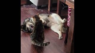 Dog and Cat play fighting #cutepets #cutedog #cutecat #dogandcat