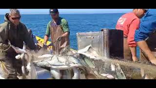 Anchovas litoral sul catarinense.