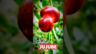 Bidara Cina Dengan Bentuk Paling Anu !! #jujube #bidara #shorts