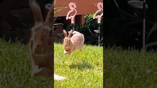 🐇Bunny rabbit extreme close up 🤣 #nature #animals #rabbit #cute #shorts