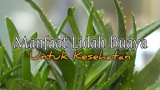 Manfaat Lidah Buaya untuk Kesehatan