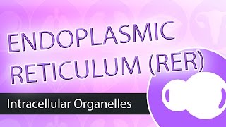 Intracellular Organelles- Rough Endoplasmic Reticulum (RER)