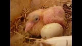 Baby dove at 7 days old