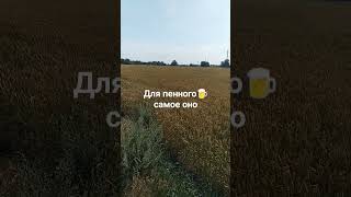 🌾🍺🥴👍🏻Репьёвка 🇷🇺 Воронежская область