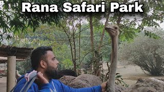 Vlog To Rana Resorts Safari Park | Rana Safari Park Nankana Trip Nov 2023