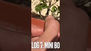 Haciendo mini bonsáis de ficus