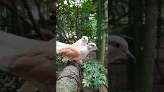 Burung Puter, Taman Margasatwa Ragunan