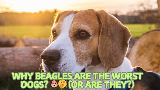 Why Beagles Are the Worst Dogs? 🐶🤔 (Or Are They?)