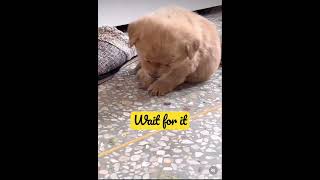 Adorable Puppy falling Asleep - Too Cute !