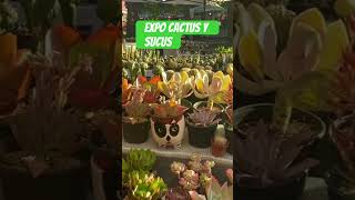 Expo cactus y suculentas de colección. Dos excelentes proveedores cosmo cactus y linaje mexicano