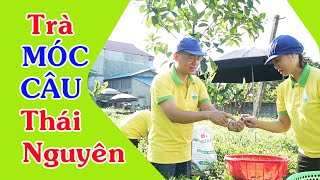 Trà Móc Câu Thái Nguyên | Trà Thái Nguyên cao cấp