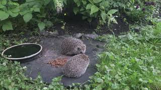 Hedgehogs fights for food.