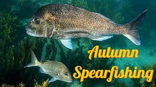 Autumn Spearfishing / Shark Encounters, Kingfish and Snapper