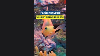 Рыба попугай - секрет популярности #Shorts