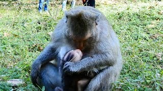 Why Mom Angry and Fighting Baby Just Born In Two Days, So Pity, Daily Monkeys Man#1190