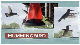 Hummingbird