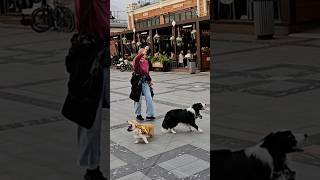 Tricks with two dogs at the same time #corgitricks #bordercollie #dogtricks