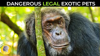 MOST DANGEROUS LEGAL EXOTIC PETS IN THE WORLD!