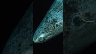 Greenland Sharks Are Blind 🦈