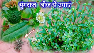 भृंगराज बीज से कैसे उगाए गमले मे । Eclipta Alba Grow from seeds/ Grow & Care Eclipta Alba.