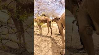 Camel in full Masti #viral #camel #shortvideos #camellife #animals