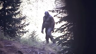 L'immagine più nitida del Bigfoot catturata dalle telecamere di sorveglianza nella foresta