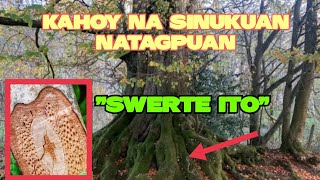 SINUKUANG KAHOY NATAGPUAN l SWERTE SA HANAPBUHAY