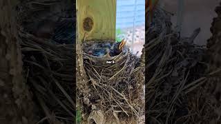 Day 7 - Baby Robins In the Nest #babybird #birds #birdwatching #robinnest #robinsongz #robinnest