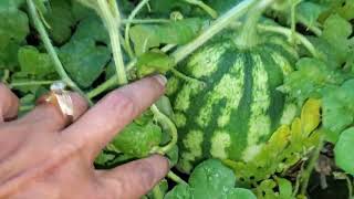 I HAVE A WATERMELON GROWING!!! 🍉YEAH!!😁👋👏👍#watermelons #growyourownfood #enjoygardening