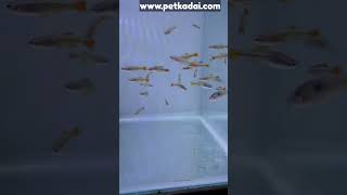 Mountain minnows on stock. #aquariumshop #aquariumfishfish