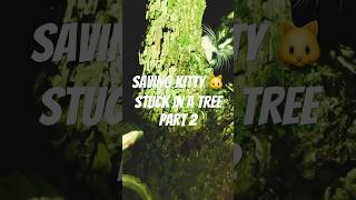 Saving kitty stuck in tree part 2 🌳🐈‍⬛ #Kitty #Cats #Pets #Animals #ForYouPage #FYP #Viral #Reels