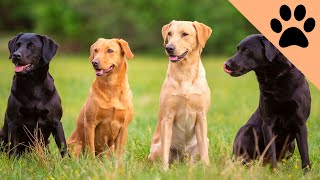 Top 10 Favorite Dog Breeds: USA