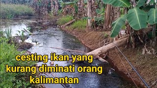 CESTING IKAN YANG DIKALIMANTAN JARANG DIMINATI...