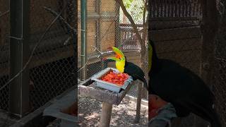 A toucan bird is eating water melon. #toucan #columbia