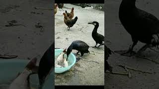 Skills of birds catching fish💯‼️ keterampilan menangkap ikan #fishing #skills #birds #ikan