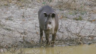 Brazilian tapir, Pouso Alegre Lodge, Brazil