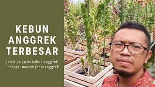 KEBUN ANGGREK TERBESAR SE INDONESIA