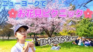 【ニューヨーク】セントラルパークでお花見ピクニック！完全に日本だった..！