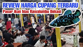 Pasar ikan hias Rawalumbu Bekasi | review cupang terbaru 2021