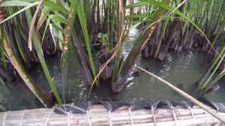 Crab Fishing in Bamboo boats in Hoi An