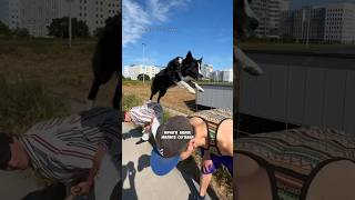 ПАРКУР СОБАКА ПРЫГАЕТ ТРЮКИ 😍 @ParkourDogNinja #parkour #pkfr #dog