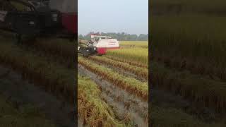 rice_harvester#shots #rice_harvester #Gam