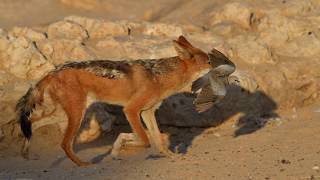 Cubitje Quap Waterhole - Jackal hunting doves